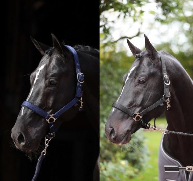 Covalliero Licol Dexter - SHOPHORSE